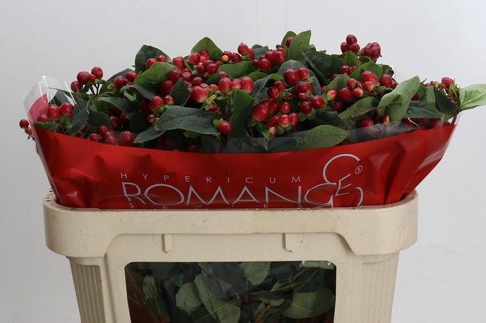 Hypericum True Romance Spray