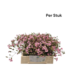 SAPONARIA OV