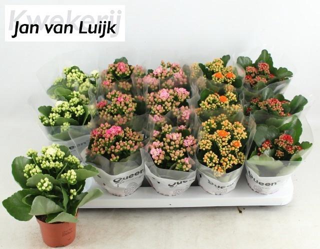 <h4>KAL GE GEM 5 KL</h4>