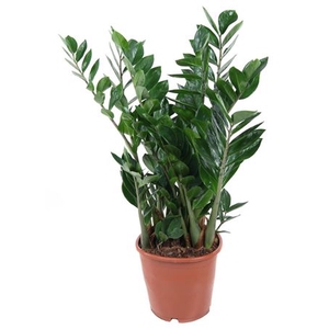 Zamioculcas Zamiifolia