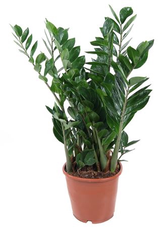 Zamioculcas Zamiifolia