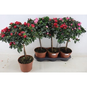 RHODO OV