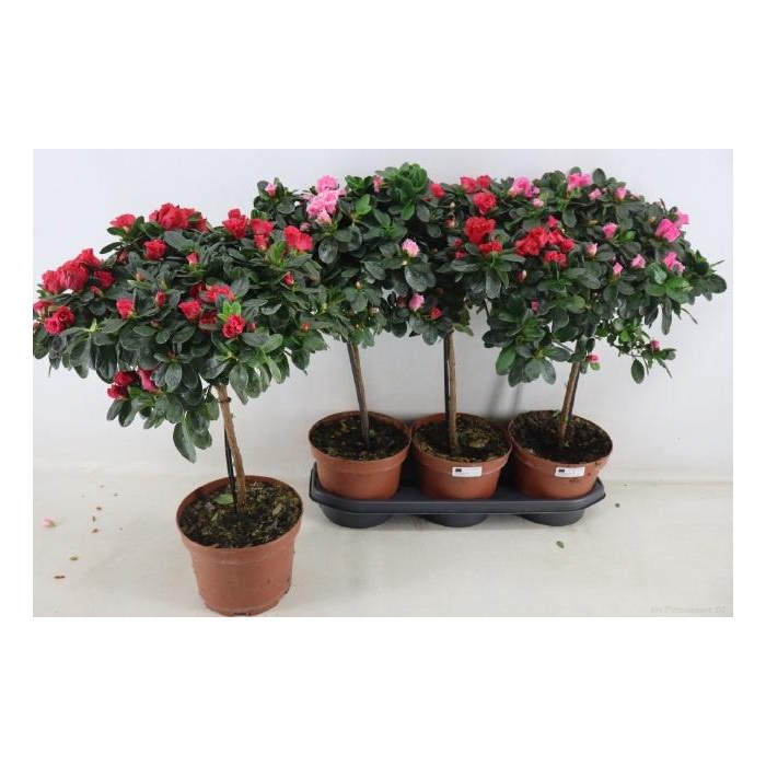 <h4>RHODO OV</h4>