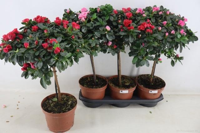 RHODO OV