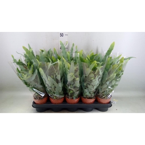 Phlebodium aureum 'Blue Star'