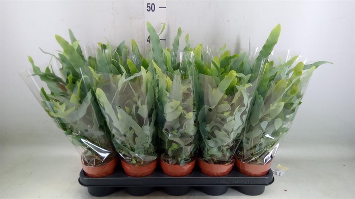 <h4>Phlebodium aureum 'Blue Star'</h4>