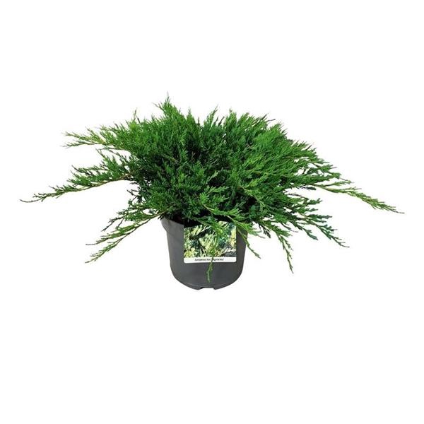 <h4>Juniperus hor. 'Agnieszka'</h4>