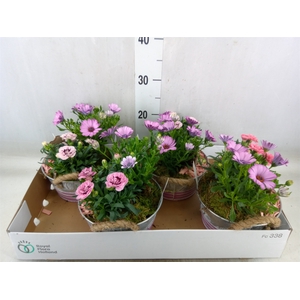 Arr.   Tuinplanten L%