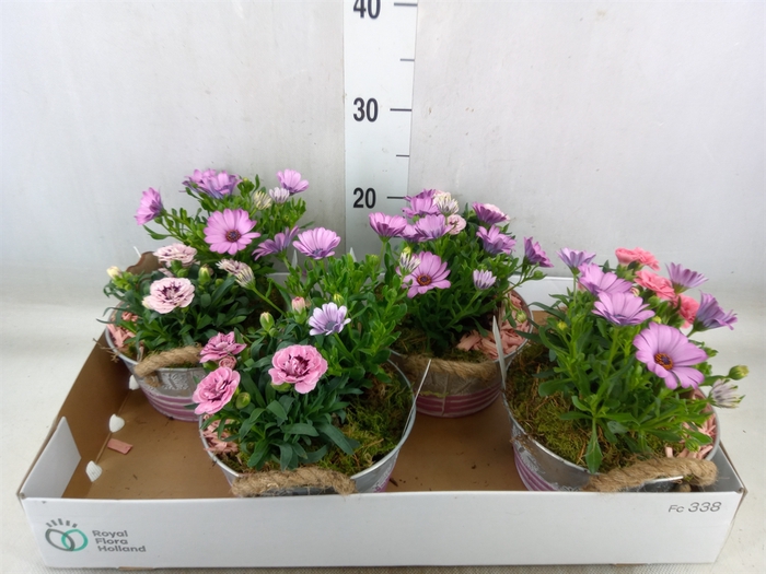 <h4>Arr.   Tuinplanten L%</h4>