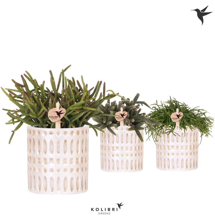 <h4>Kolibri Greens Rhipsalis mix in Mozaiek pot</h4>
