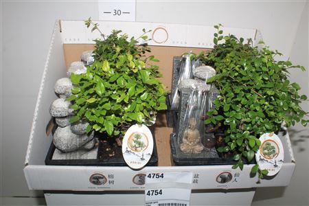 Bonsai Gem+deco Stone& Budha