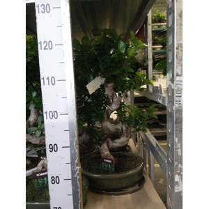 Ficus microcarpa 'Ginseng'