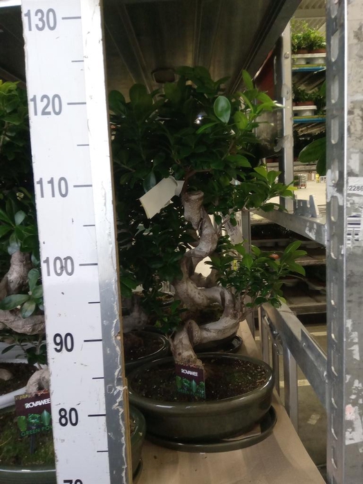 <h4>Ficus microcarpa 'Ginseng'</h4>