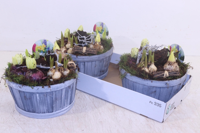 <h4>ARR BOL KNOLGEWAS</h4>