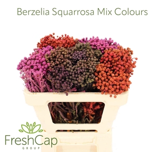 Berzelia Squarrosa Mix Colours