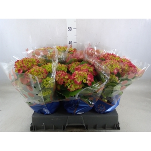 Hydrangea mac. 'Hi Fire'