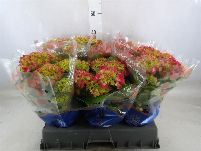 <h4>Hydrangea mac. 'Hi Fire'</h4>