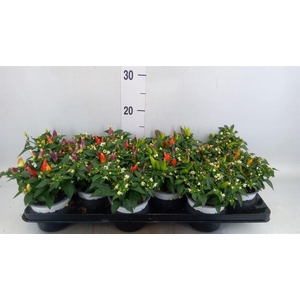 Capsicum annuum 'Acapulco Multicol'