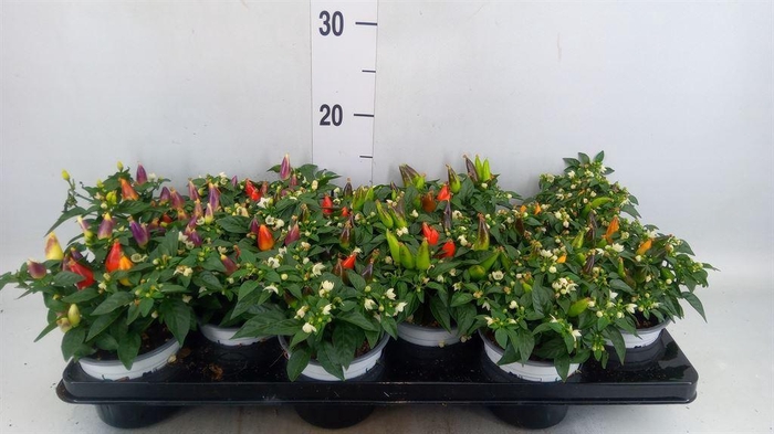 <h4>Capsicum annuum 'Acapulco Multicol'</h4>