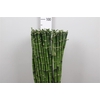 Drac Lucky Bamboo 90cm Recht