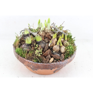 arr4 Bollenmix MB - Ker. hars schaal L x2