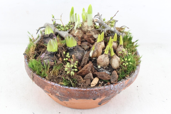 <h4>arr4 Bollenmix MB - Ker. hars schaal L x2</h4>