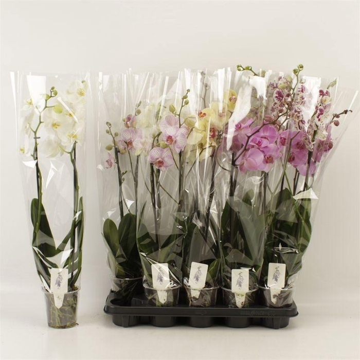 <h4>PHAL GEM 6 KL</h4>