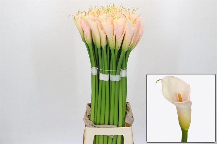 <h4>Zant Ae Eyd Salmon</h4>