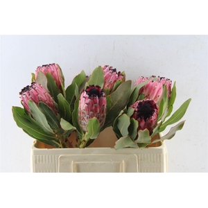 Protea Early Mountain Queen
