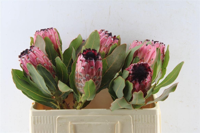 <h4>Protea Early Mountain Queen</h4>