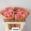 Rosa Garden Harper