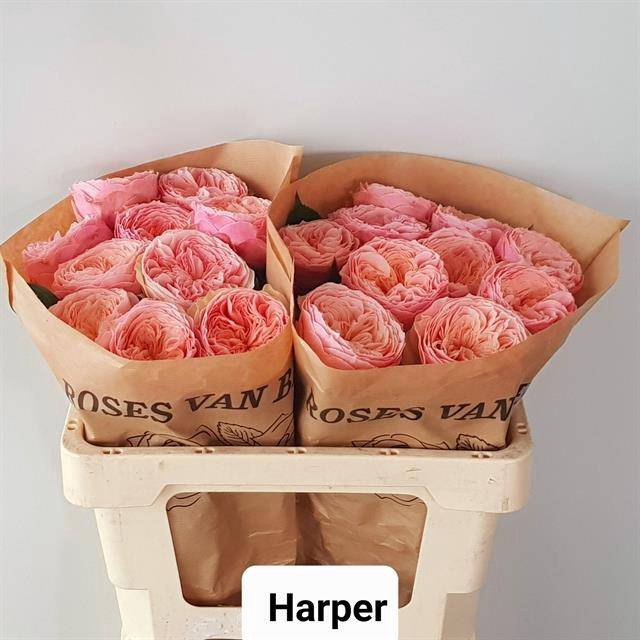 Rosa Garden Harper