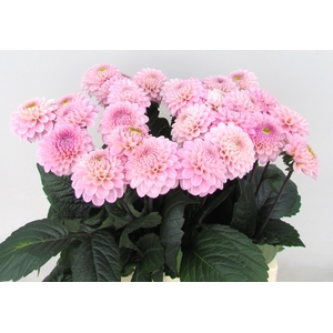 Dahlia Ball Wizzard Of Oz Koppert