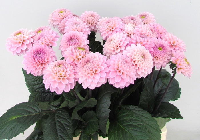 <h4>Dahlia Ball Wizzard Of Oz Koppert</h4>