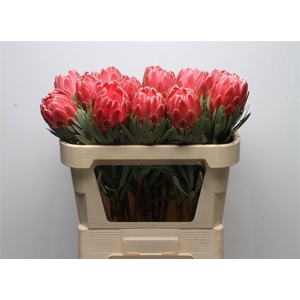 PROTEA VENUS