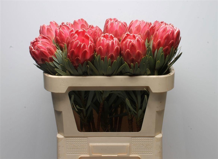 <h4>PROTEA VENUS</h4>