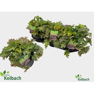 HEUCH OV