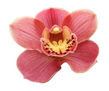 <h4>CYMB T CORAL SUN</h4>