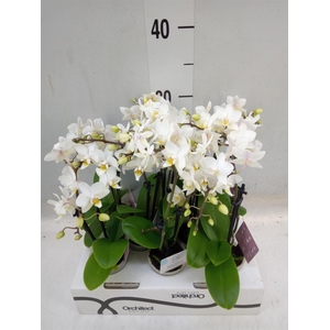 Phalaenopsis   ...mini