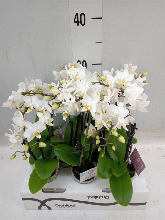 <h4>Phalaenopsis   ...mini</h4>