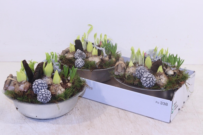 <h4>ARR BOL KNOLGEWAS</h4>