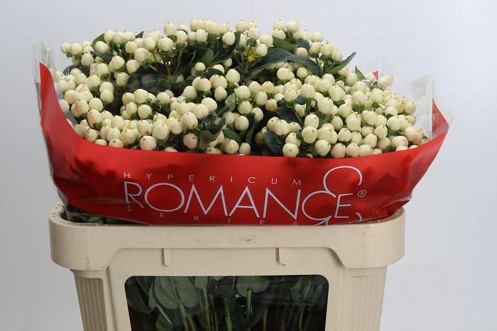 Hypericum Cool Romance Spray