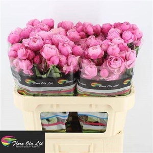 R Tr Silva Pink+