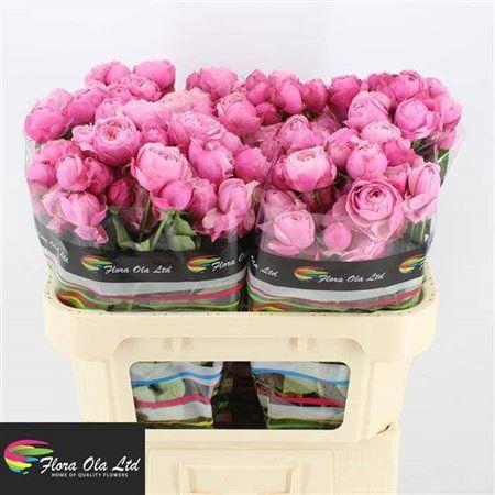 <h4>R Tr Silva Pink+</h4>