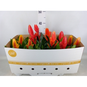Vriesea   ...mix