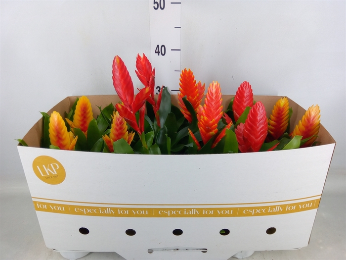 <h4>Vriesea   ...mix</h4>