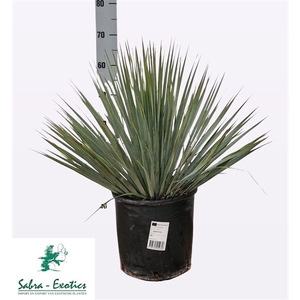 Yucca Rostrata