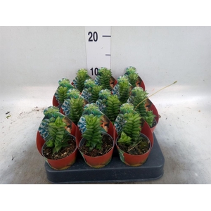 Cactus   ...
