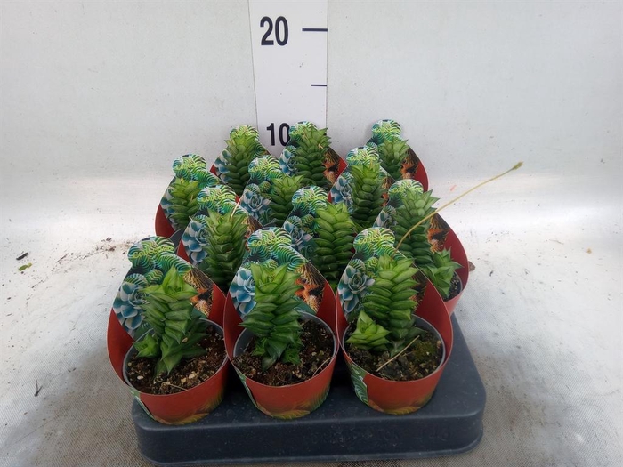 <h4>Cactus   ...</h4>