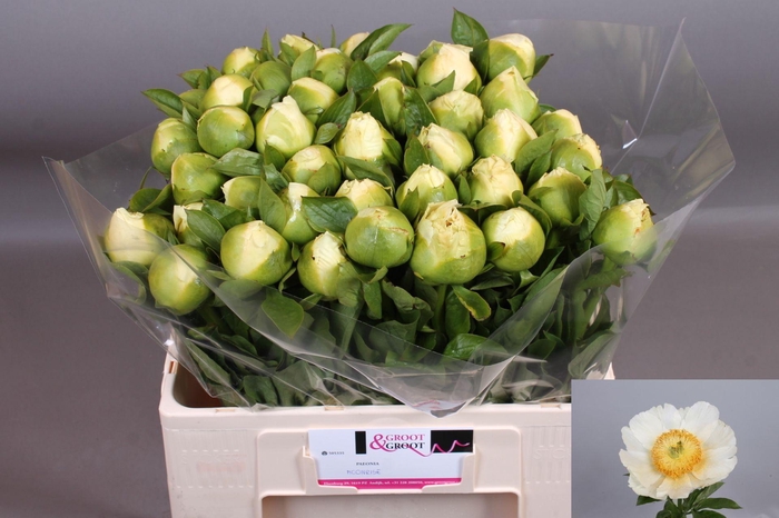<h4>Paeonia Moonrise | Heavy Quality</h4>